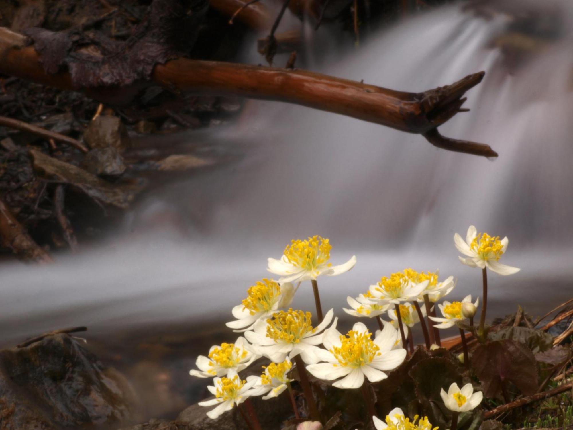 Sol Duc Hot Springs Resort Ovington Kültér fotó